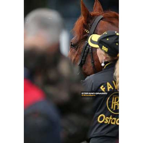Cross Fade parades with his groom after winning the 65° Gran Corsa di Siepi di Roma Rome, Capannelle racecourse, 19th january 2013 ph.Stefano Grasso