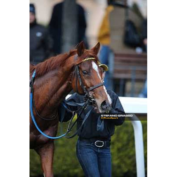 Cross Fade parades with his groom after winning the 65° Gran Corsa di Siepi di Roma Rome, Capannelle racecourse, 19th january 2013 ph.Stefano Grasso