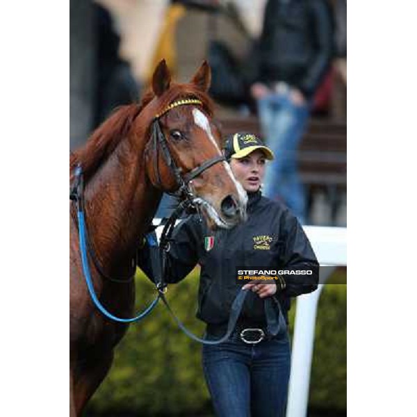 Cross Fade parades with his groom after winning the 65° Gran Corsa di Siepi di Roma Rome, Capannelle racecourse, 19th january 2013 ph.Stefano Grasso