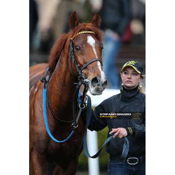 Cross Fade parades with his groom after winning the 65° Gran Corsa di Siepi di Roma Rome, Capannelle racecourse, 19th january 2013 ph.Stefano Grasso