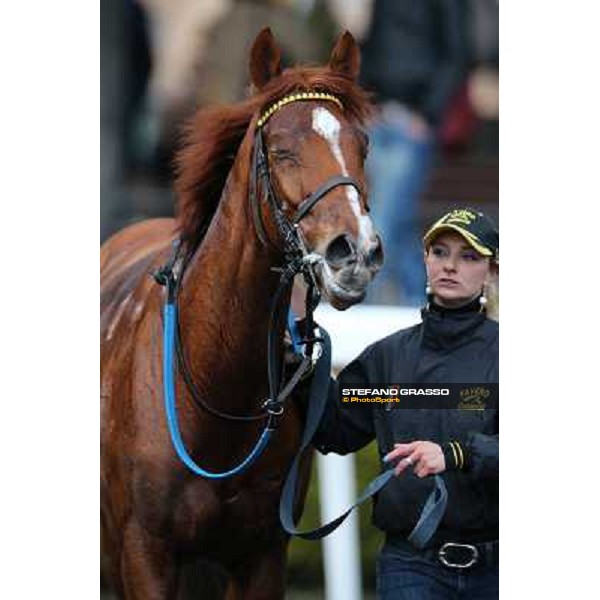 Cross Fade parades with his groom after winning the 65° Gran Corsa di Siepi di Roma Rome, Capannelle racecourse, 19th january 2013 ph.Stefano Grasso
