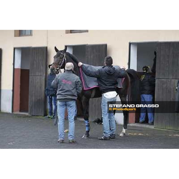 Frammassone 2nd placed in the 65° Gran Corsa di Siepi di Roma Rome, Capannelle racecourse, 19th january 2013 ph.Stefano Grasso