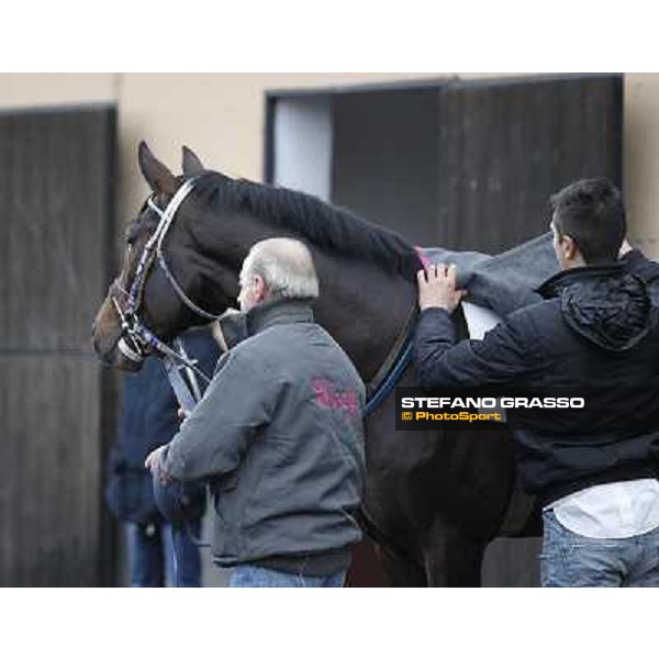 Frammassone 2nd placed in the 65° Gran Corsa di Siepi di Roma Rome, Capannelle racecourse, 19th january 2013 ph.Stefano Grasso