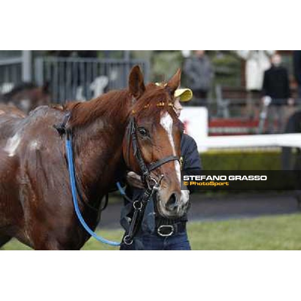 Cross Fade parades with his groom after winning the 65° Gran Corsa di Siepi di Roma Rome, Capannelle racecourse, 19th january 2013 ph.Stefano Grasso