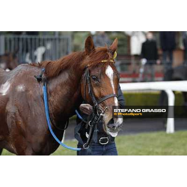 Cross Fade parades with his groom after winning the 65° Gran Corsa di Siepi di Roma Rome, Capannelle racecourse, 19th january 2013 ph.Stefano Grasso