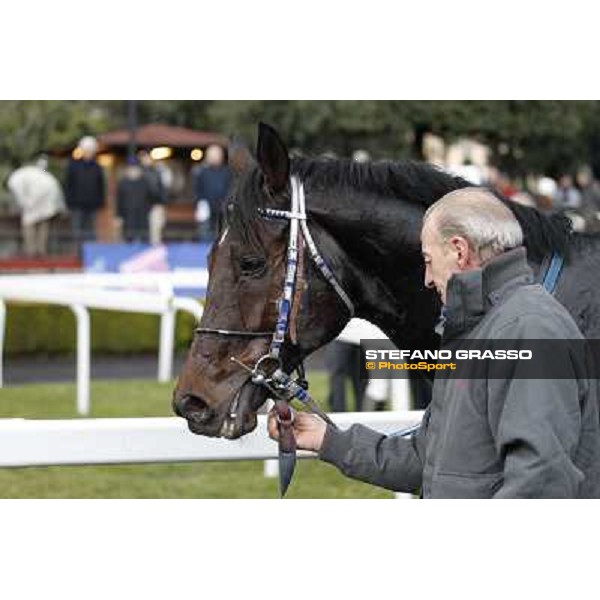 Frammassone 2nd placed in the 65° Gran Corsa di Siepi di Roma Rome, Capannelle racecourse, 19th january 2013 ph.Stefano Grasso