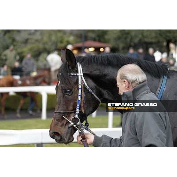 Frammassone 2nd placed in the 65° Gran Corsa di Siepi di Roma Rome, Capannelle racecourse, 19th january 2013 ph.Stefano Grasso