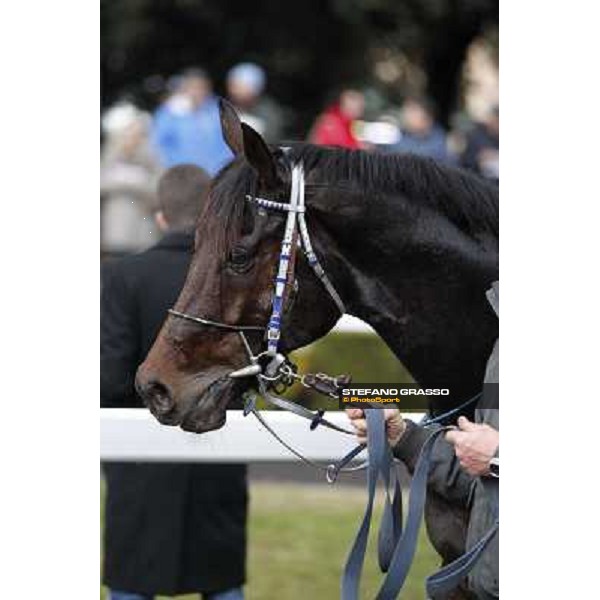 Frammassone 2nd placed in the 65° Gran Corsa di Siepi di Roma Rome, Capannelle racecourse, 19th january 2013 ph.Stefano Grasso