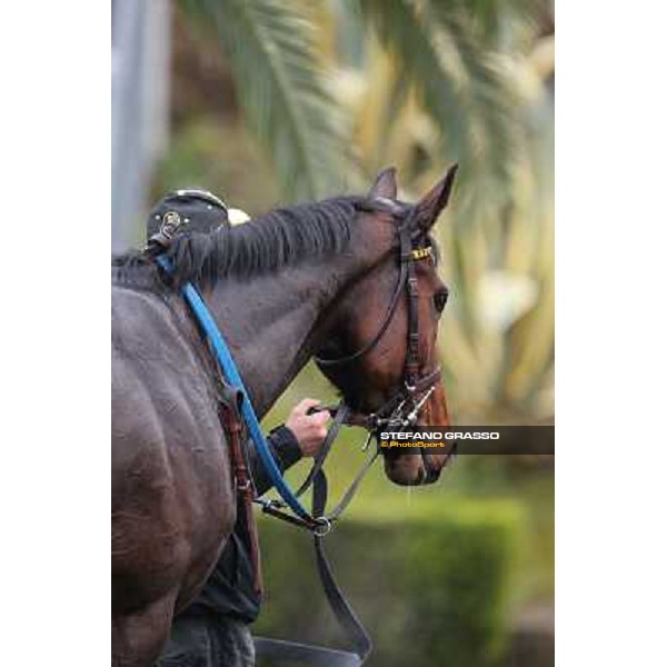 Raffaele Romano and Wan win the 124° Grande Steeple Chase di Roma - Mem.Gen.Mario Argenton Rome, Capannelle racecourse, 19th january 2013 ph.Stefano Grasso