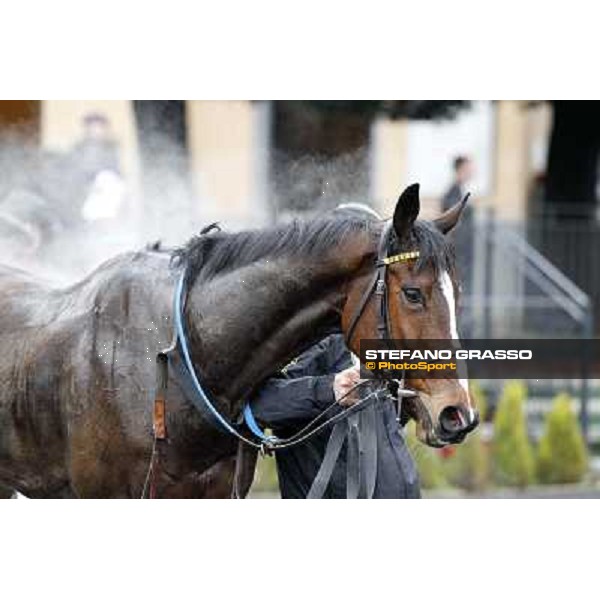Raffaele Romano and Wan win the 124° Grande Steeple Chase di Roma - Mem.Gen.Mario Argenton Rome, Capannelle racecourse, 19th january 2013 ph.Stefano Grasso