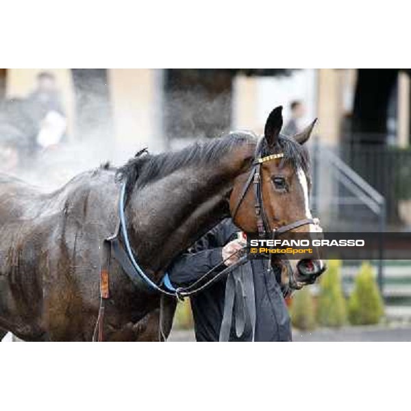 Raffaele Romano and Wan win the 124° Grande Steeple Chase di Roma - Mem.Gen.Mario Argenton Rome, Capannelle racecourse, 19th january 2013 ph.Stefano Grasso