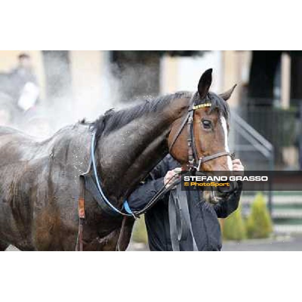 Raffaele Romano and Wan win the 124° Grande Steeple Chase di Roma - Mem.Gen.Mario Argenton Rome, Capannelle racecourse, 19th january 2013 ph.Stefano Grasso