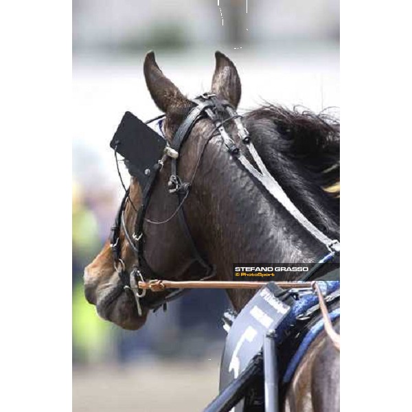 close up for Digger Crown Napoli, 8th may 2005 ph. Stefano Grasso
