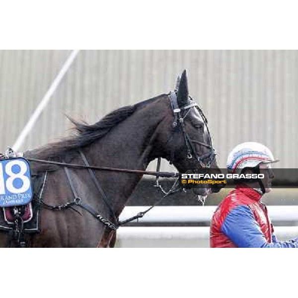 Ready Cash 92° Grand Prix d\'Amerique Paris - Vincennes racecourse,27th january 2013 ph.Stefano Grasso