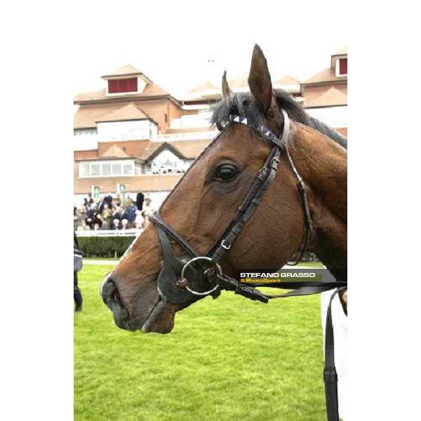 close up for Le Vie dei Colori in the parade ring of the Juddmonte Lockinge Stakes Newbury 14th may 2005 ph. Stefano Grasso