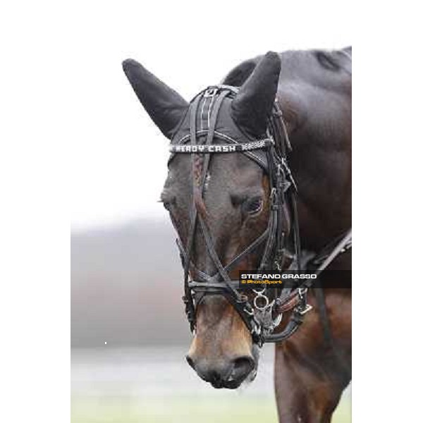 Ready Cash 92° Grand Prix d\'Amerique Paris - Vincennes racecourse,27th january 2013 ph.Stefano Grasso