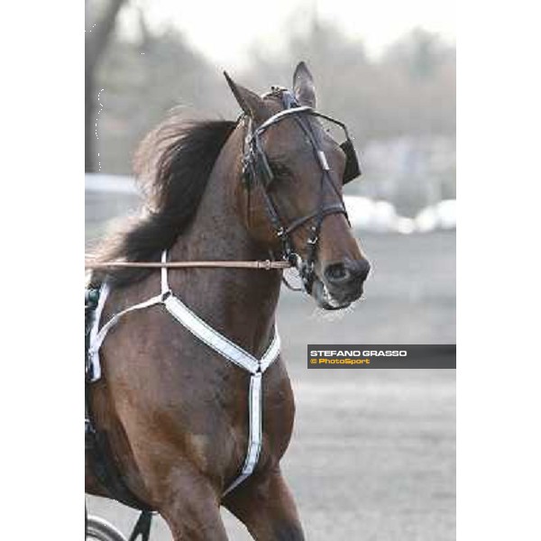Maharajah 92° Grand Prix d\'Amerique Paris - Vincennes racecourse,27th january 2013 ph.Stefano Grasso