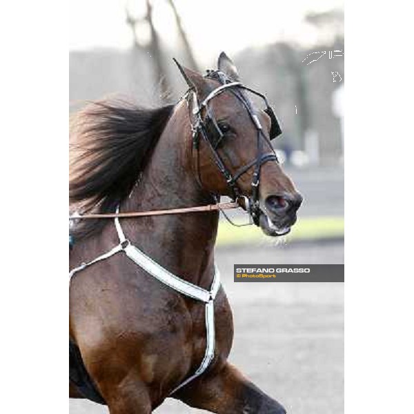 Maharajah 92° Grand Prix d\'Amerique Paris - Vincennes racecourse,27th january 2013 ph.Stefano Grasso