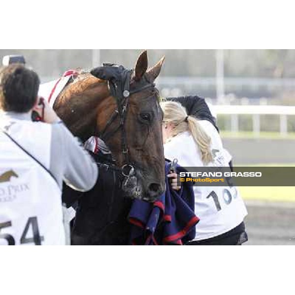 Royal Dream 92° Grand Prix d\'Amerique Paris - Vincennes racecourse,27th january 2013 ph.Stefano Grasso