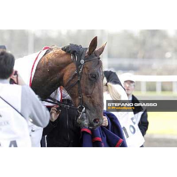 Royal Dream 92° Grand Prix d\'Amerique Paris - Vincennes racecourse,27th january 2013 ph.Stefano Grasso