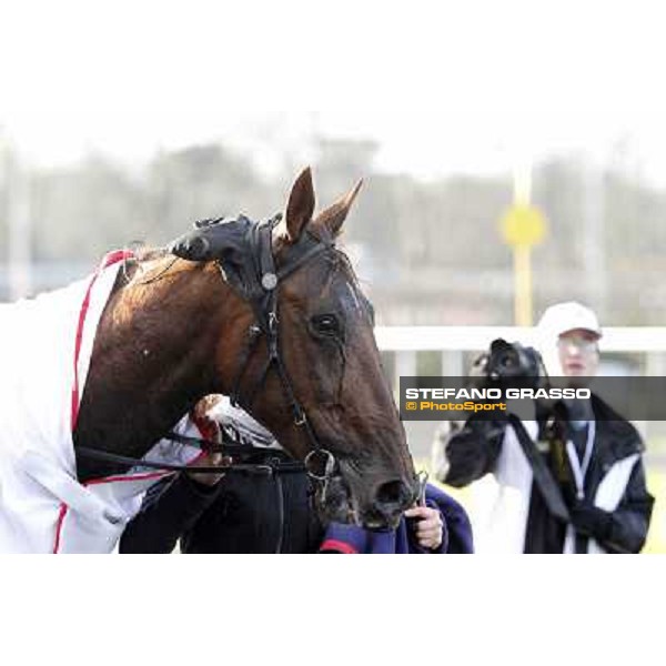 Royal Dream 92° Grand Prix d\'Amerique Paris - Vincennes racecourse,27th january 2013 ph.Stefano Grasso