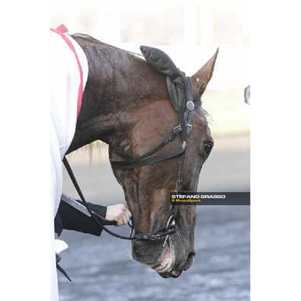 Royal Dream 92° Grand Prix d\'Amerique Paris - Vincennes racecourse,27th january 2013 ph.Stefano Grasso