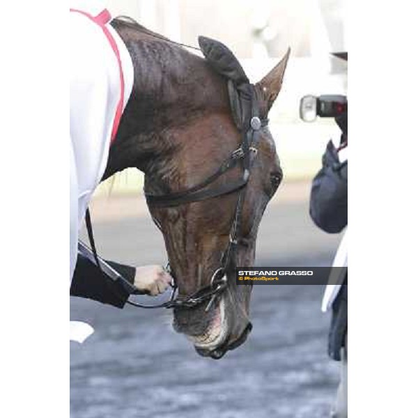 Royal Dream 92° Grand Prix d\'Amerique Paris - Vincennes racecourse,27th january 2013 ph.Stefano Grasso