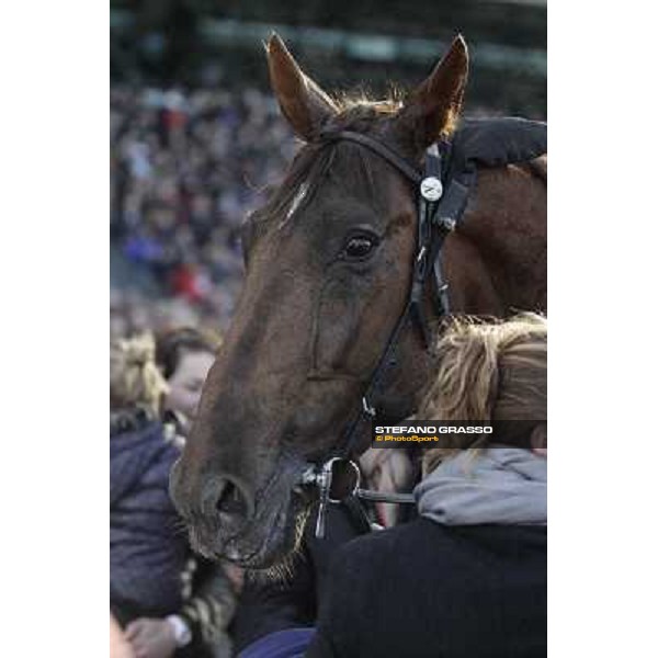 Royal Dream 92° Grand Prix d\'Amerique Paris - Vincennes racecourse,27th january 2013 ph.Stefano Grasso