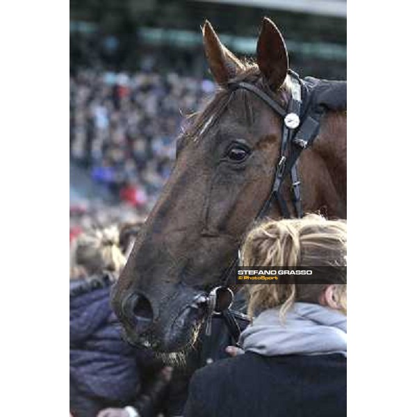 Royal Dream 92° Grand Prix d\'Amerique Paris - Vincennes racecourse,27th january 2013 ph.Stefano Grasso