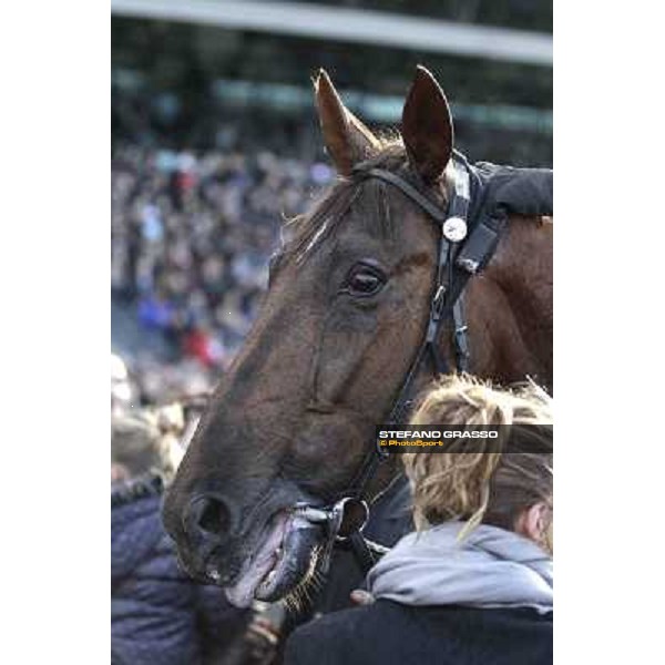 Royal Dream 92° Grand Prix d\'Amerique Paris - Vincennes racecourse,27th january 2013 ph.Stefano Grasso