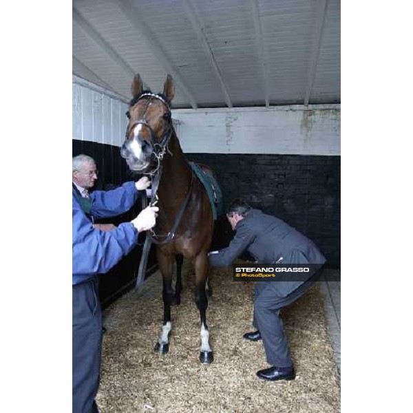 Luca Cumani prepares Le Vie dei Colori - the Juddmonte Lockinge Stakes Newbury 14th may 2005 ph. Stefano Grasso
