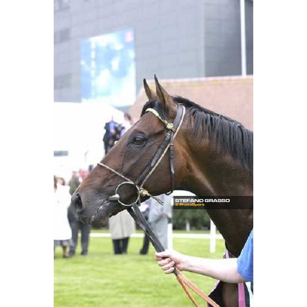 close up for Rakti, winner of the Juddmonte Lockinge Stakes Newbury 14th may 2005 ph. Stefano Grasso