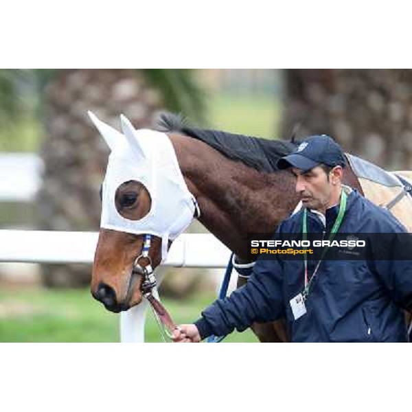 Noble Hachy Rome, Capannelle racecourse, 1st march 2012 ph.Stefano Grasso