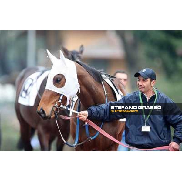 Noble Hachy Rome, Capannelle racecourse, 1st march 2012 ph.Stefano Grasso
