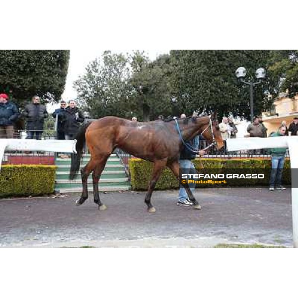 Noble Hacky after winning the Premio Matahawk Rome, Capannelle racecourse, 1st march 2012 ph.Stefano Grasso