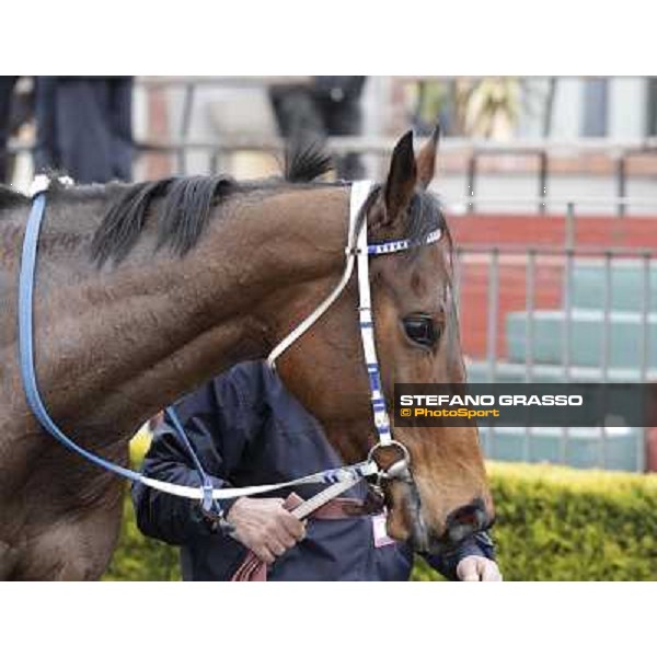 Noble Hachy Rome, Capannelle racecourse, 1st march 2012 ph.Stefano Grasso