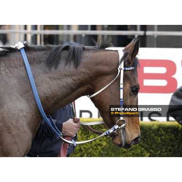 Noble Hachy Rome, Capannelle racecourse, 1st march 2012 ph.Stefano Grasso