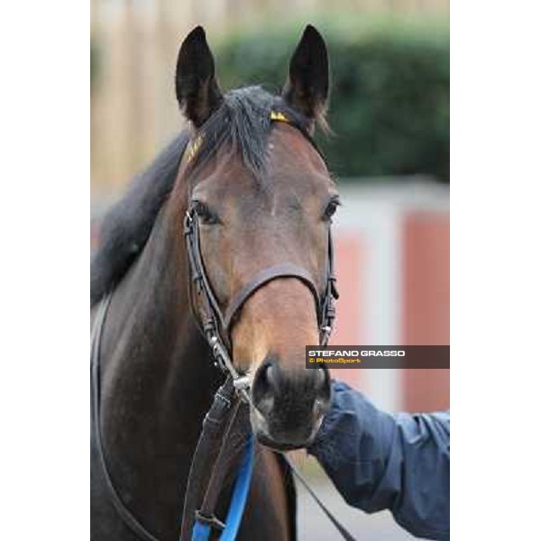 Lo Zoccolo Duro Rome, Capannelle racecourse, 1st march 2013 ph.Stefano Grasso
