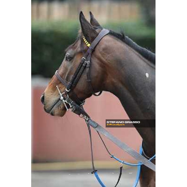 Lo Zoccolo Duro Rome, Capannelle racecourse, 1st march 2013 ph.Stefano Grasso