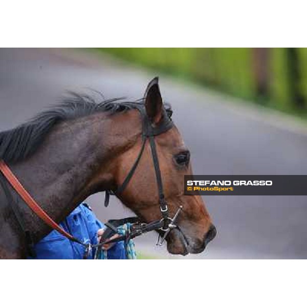 Gabriele Bietolini and Shirley\'s Kitten win the Premio Ceprano Rome, Capannelle racecourse, 10th march 2013 ph.Stefano Grasso