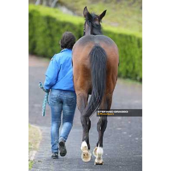 Gabriele Bietolini and Shirley\'s Kitten win the Premio Ceprano Rome, Capannelle racecourse, 10th march 2013 ph.Stefano Grasso