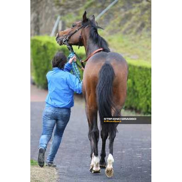 Gabriele Bietolini and Shirley\'s Kitten win the Premio Ceprano Rome, Capannelle racecourse, 10th march 2013 ph.Stefano Grasso