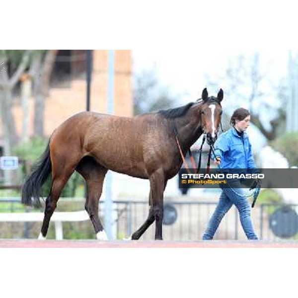 Gabriele Bietolini and Shirley\'s Kitten win the Premio Ceprano Rome, Capannelle racecourse, 10th march 2013 ph.Stefano Grasso