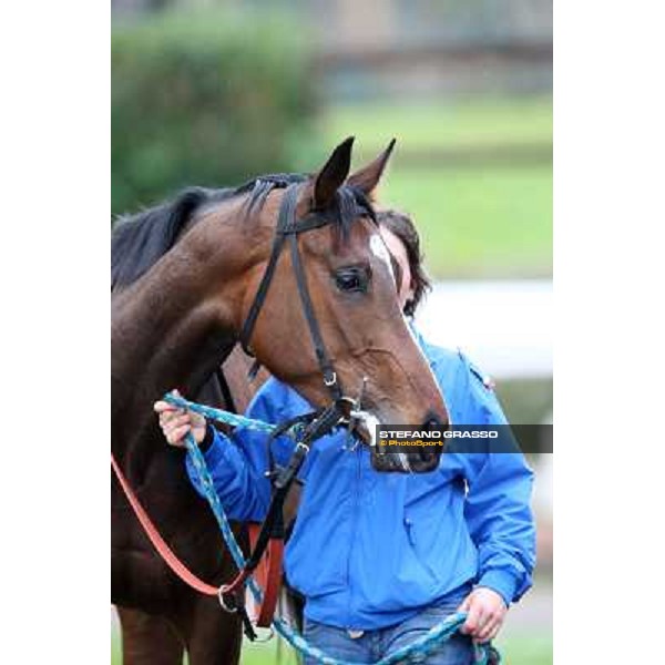 Gabriele Bietolini and Shirley\'s Kitten win the Premio Ceprano Rome, Capannelle racecourse, 10th march 2013 ph.Stefano Grasso