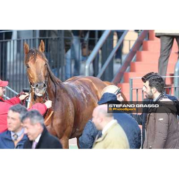 Salvatore Sulas and Teixidor win the Premio Sirlad Rome, Capannelle racecourse, 10th march 2013 ph.Stefano Grasso