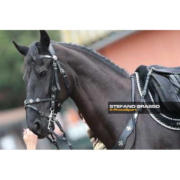 I festeggiamenti in onore del Generale Piero D\'Inzeo per i suoi 90 anni presso la Società Ippica Romana. Roma, 10 marzo 2013 ph.Stefano Grasso