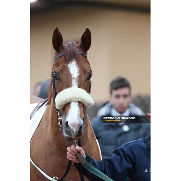 Charity Line before winning the Premio Nannoccia Roma - Capannelle racecourse, 17th march 2013 ph.Stefano Grasso
