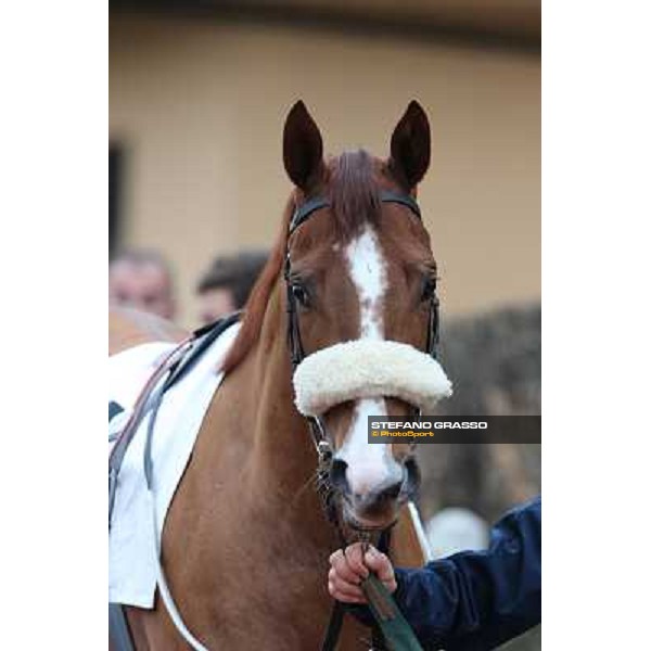 Charity Line before winning the Premio Nannoccia Roma - Capannelle racecourse, 17th march 2013 ph.Stefano Grasso