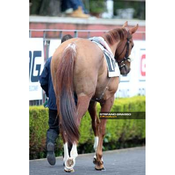 Charity Line before winning the Premio Nannoccia Roma - Capannelle racecourse, 17th march 2013 ph.Stefano Grasso
