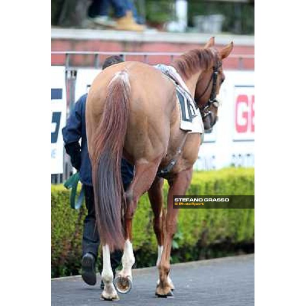 Charity Line before winning the Premio Nannoccia Roma - Capannelle racecourse, 17th march 2013 ph.Stefano Grasso
